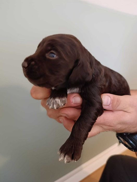 Płochacz niemiecki Wachtelhund