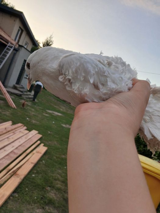 Sprzedam  młode Gołębie loczki