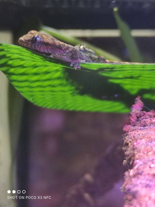 Gekon płaczący (Lepidodactylus lugubris)

...czytaj wi