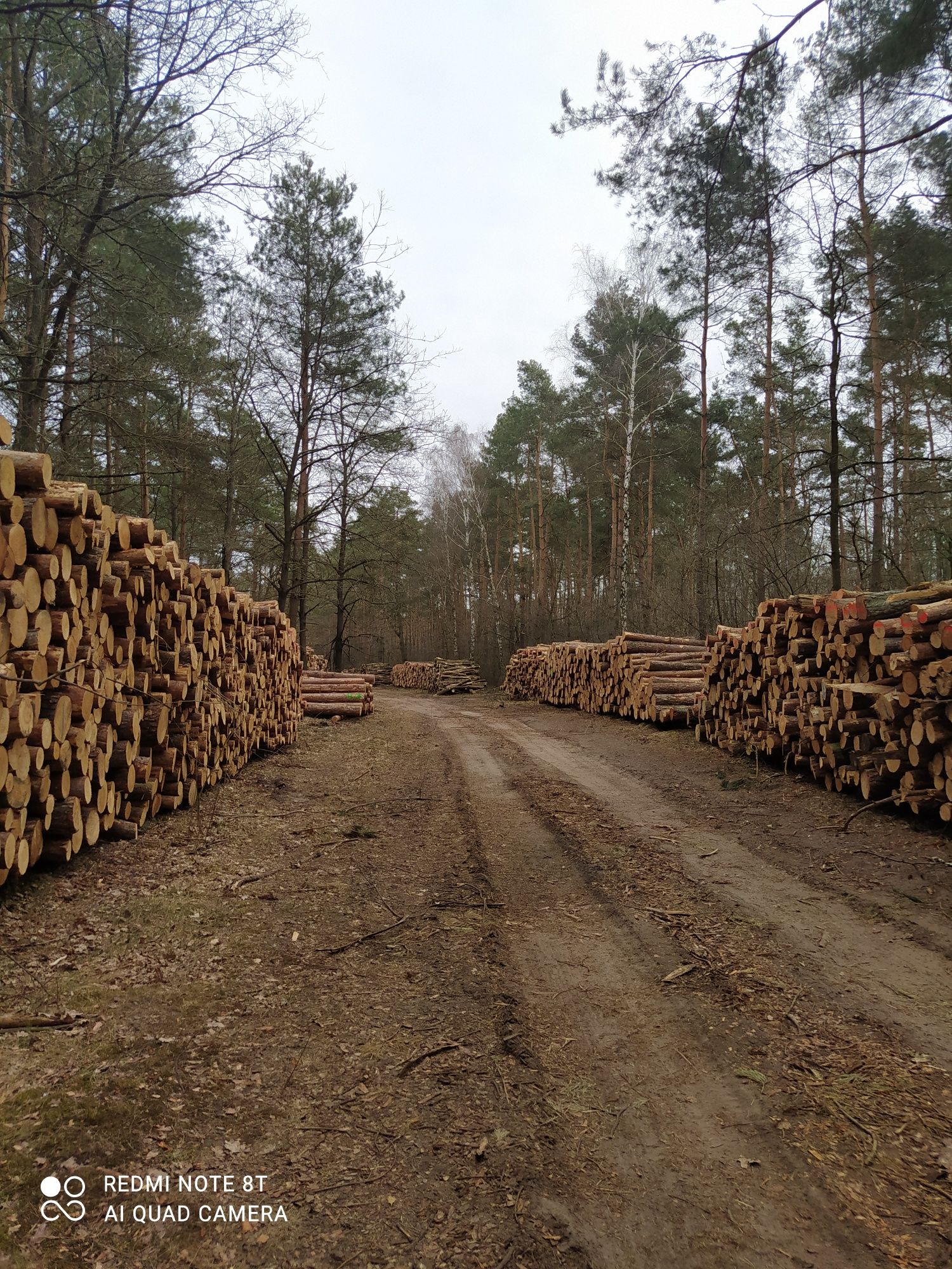 Wycinki lasów skup drewna czyszczenie terenów z korzeni karp