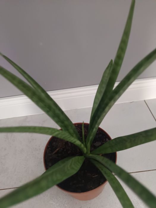 Sansewieria kirkii