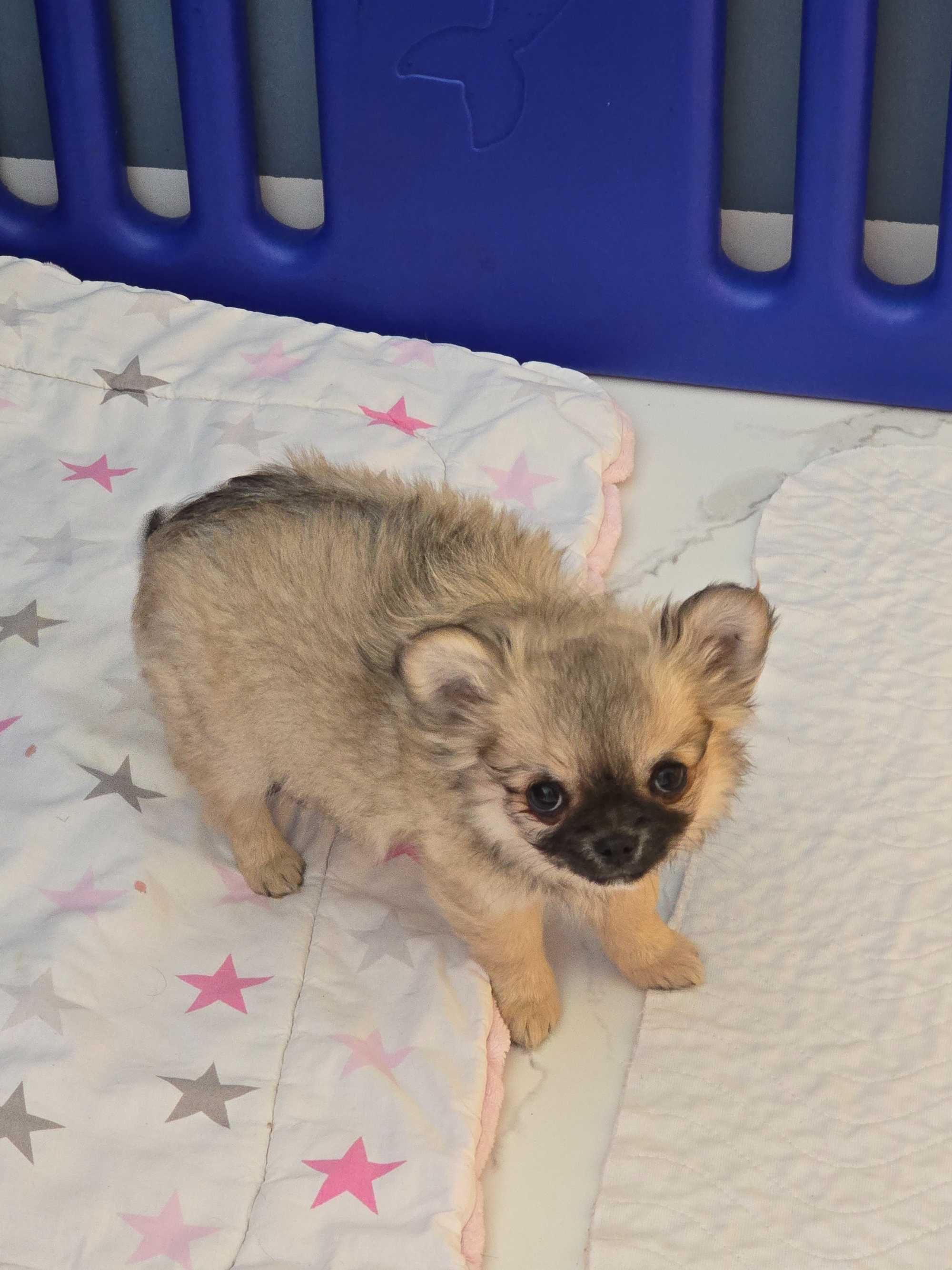 Pieski chihuahua zkwp