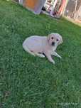 Suczka rasy labrador z metryczką urodzenia