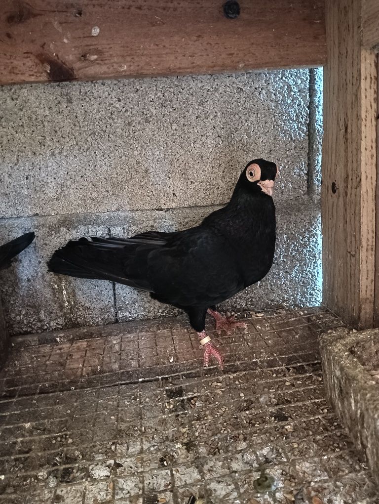 Pombos de raça cambalhota português e correias