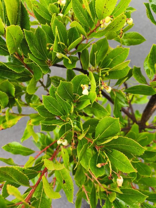 Oliveiras Galegas e outras árvores