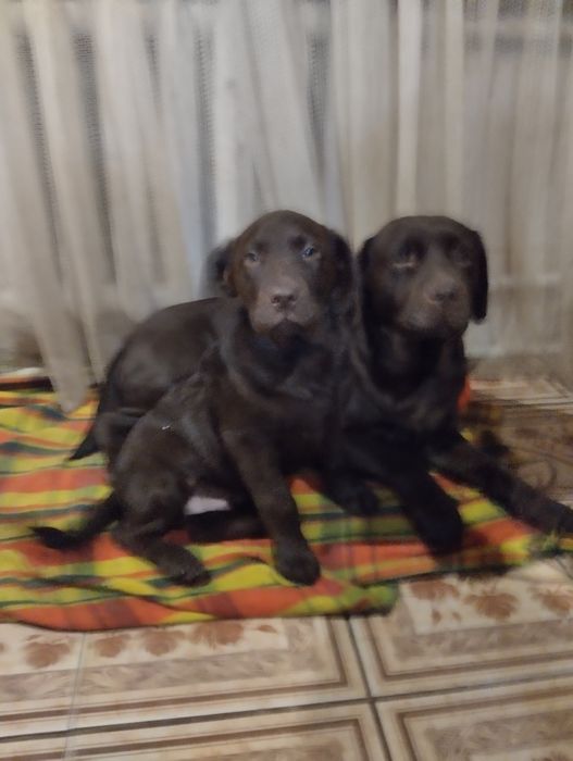 Лабрадори з документами розплідника є доставка до Німеччини