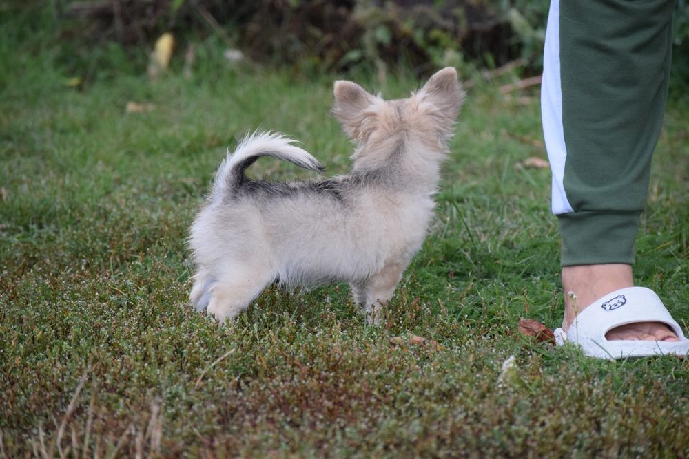 Майбутній чемпіон для вас !