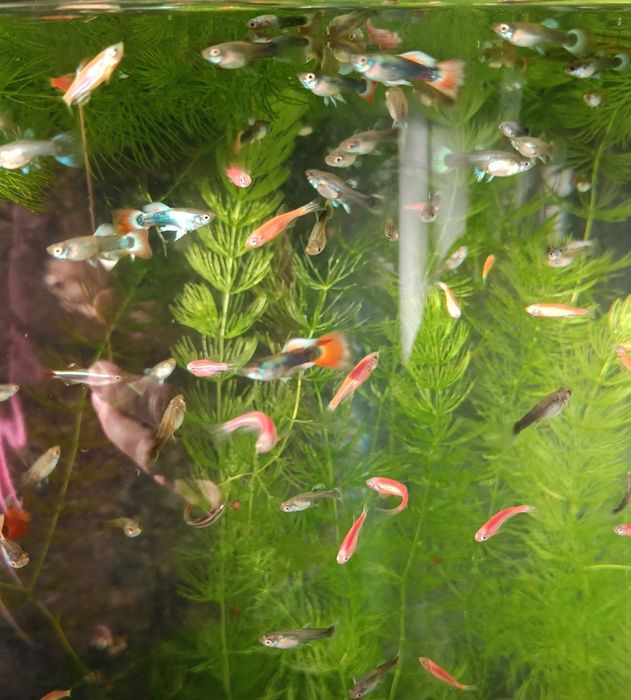 Рыбки гуппи живородящие продам