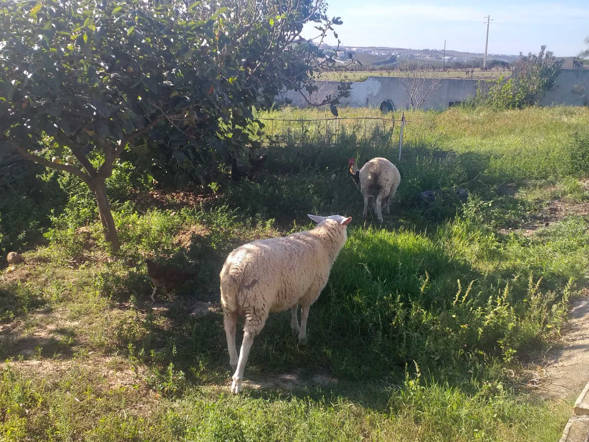 Fêmea disponível Ovelhas inra 401 puros