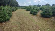 JODŁA KAUKASKA kopana donica 60-150cm. Choinki, plantacja choinek