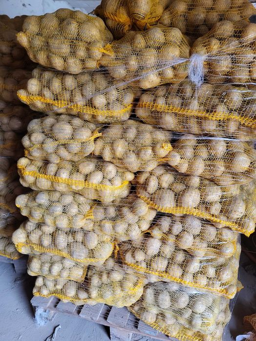 Ziemniaki Soraya, Quenn Anna, Melody