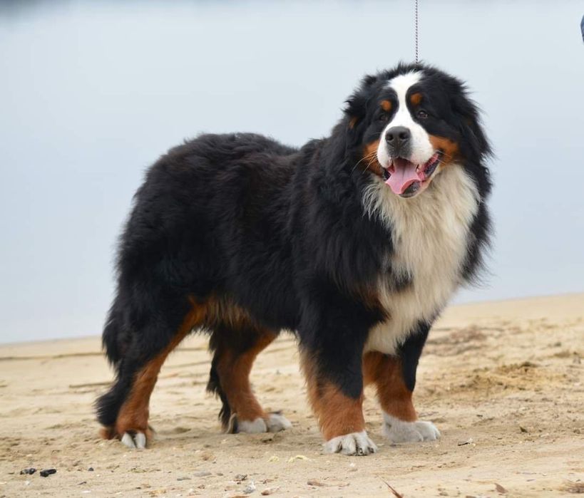 Berneński Pies Pasterski