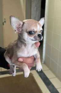 Chihuahua Macho miniatura