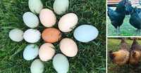 Торгівля яйцем інкубаційним різних домінантів