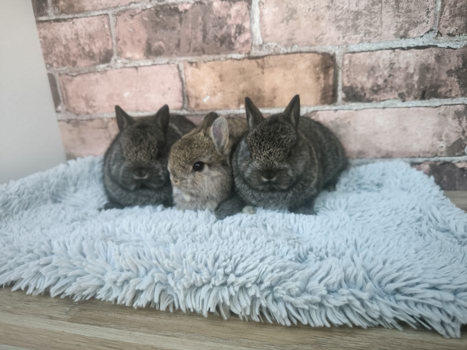 Króliczki rasy Karzełek szary mini króliki