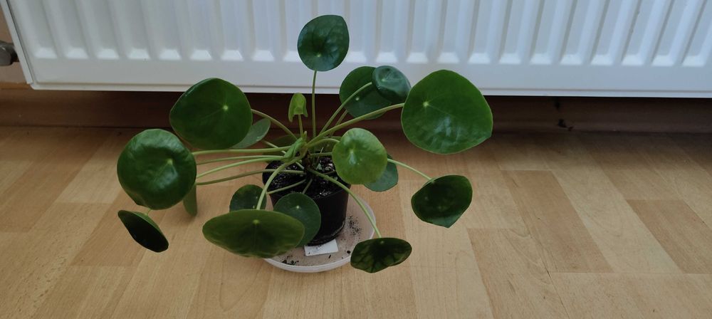 Pilea Pieniążek kwiat domowy