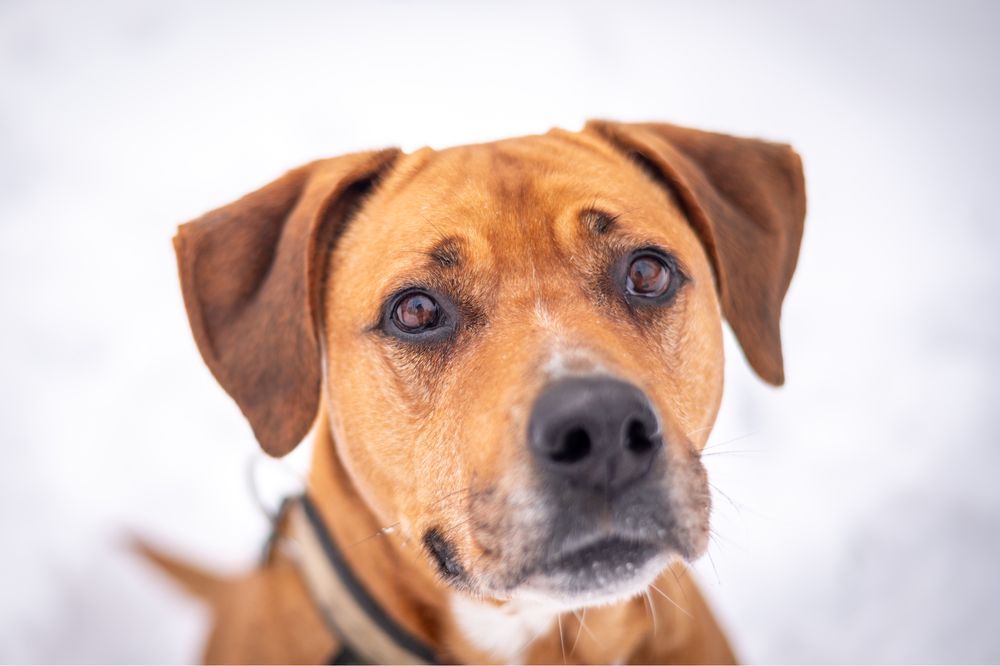 Kochana suczka w typie ras: amstaff i bokser. Duży pies do adopcji.