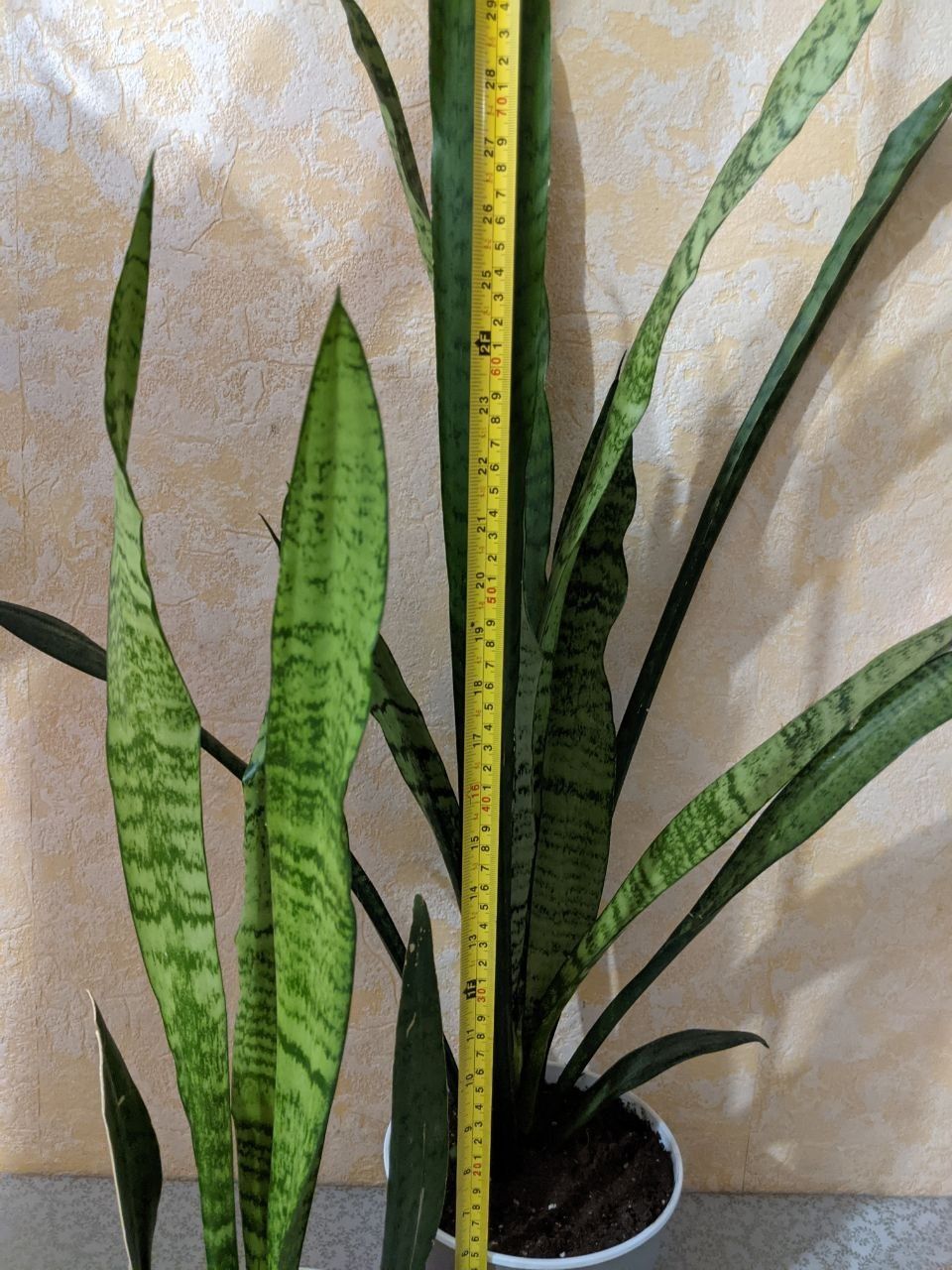 Сансевиерия. Sansevieria.