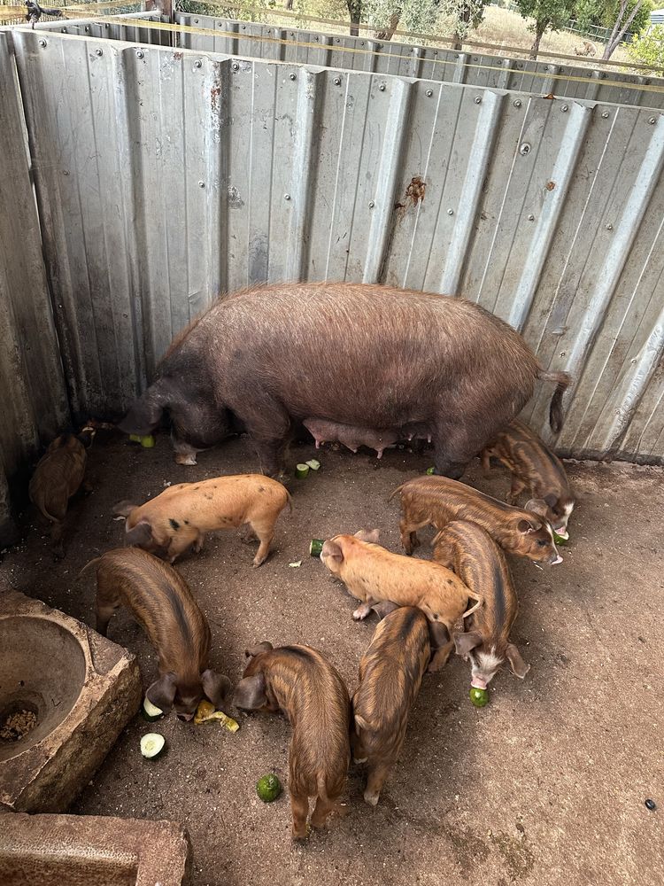Leitões cruzados Javali/Duroc/Pietran