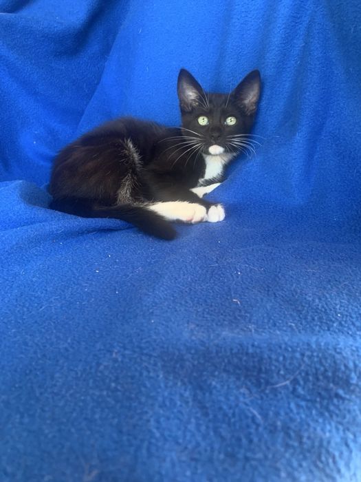 Котики хлопчики,дівчинка