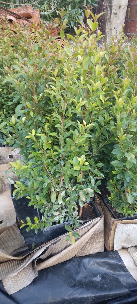 Eugenias para sebes  o cercas vivas  30 a 40 cm