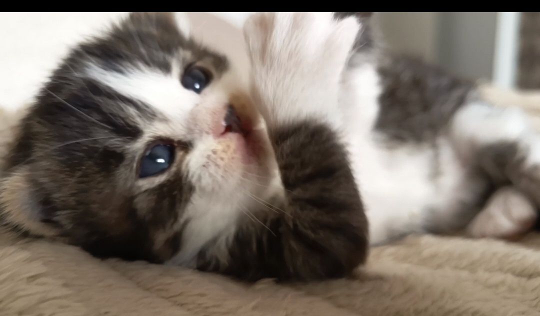3 gatinhos para doação responsável