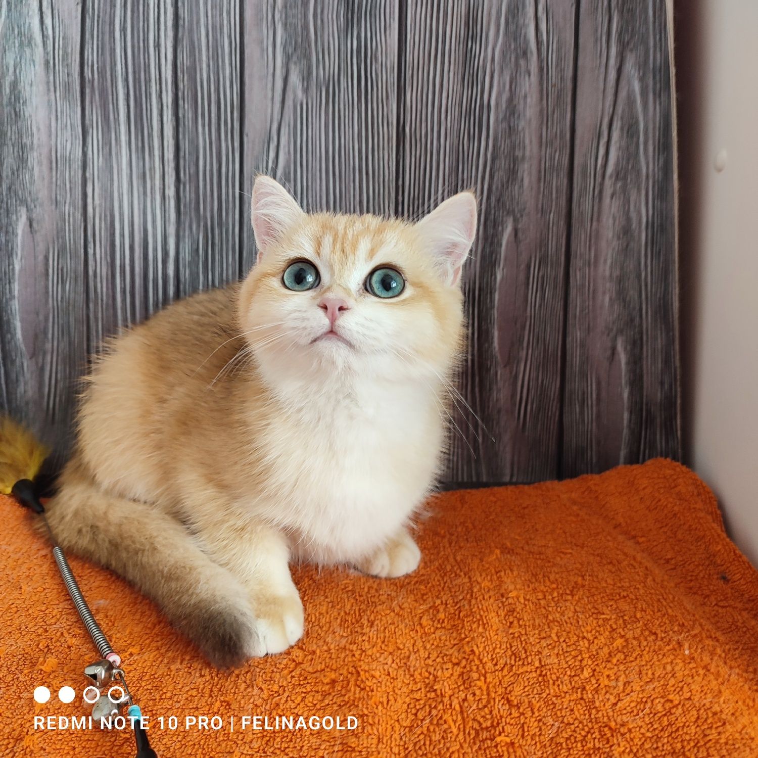 Британський золотий котик ny12