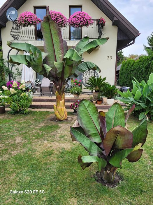 Sadzonki bananowiec Maurelii