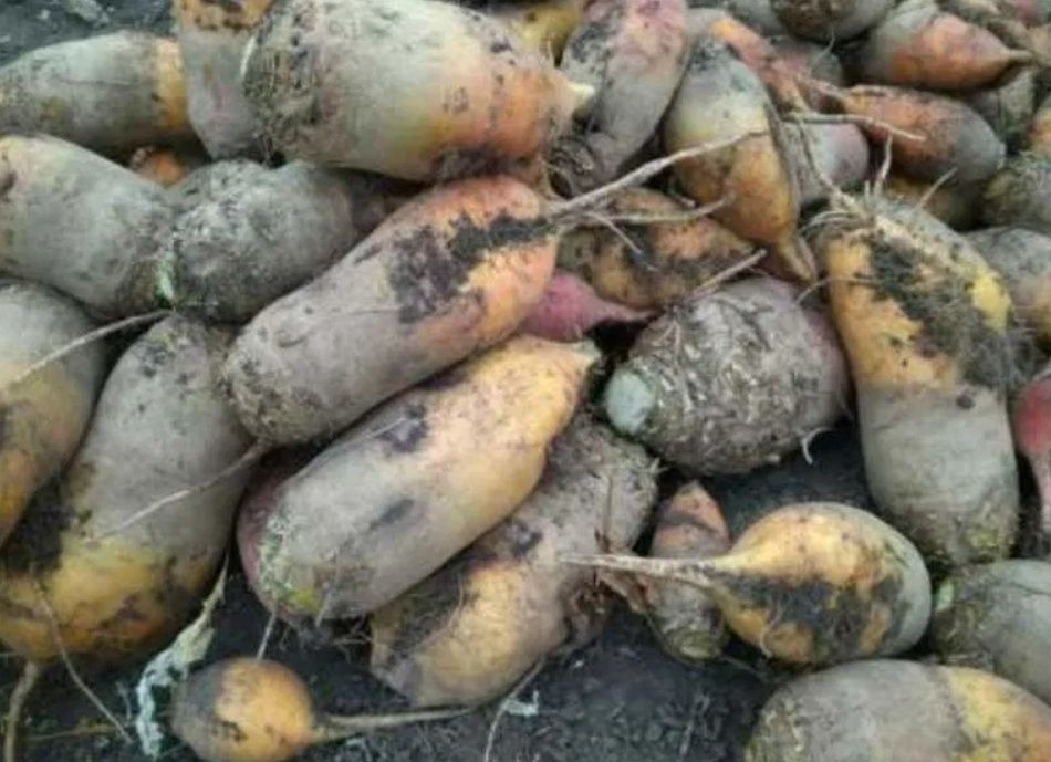 Кормовий буряк домашній