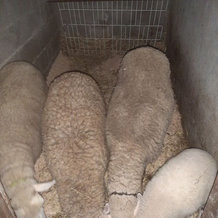 Vendo 3 ovelhas fêmeas