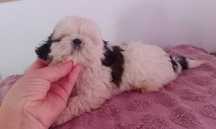 Shih-tzu fêmea com pedigree LOP, porte mini