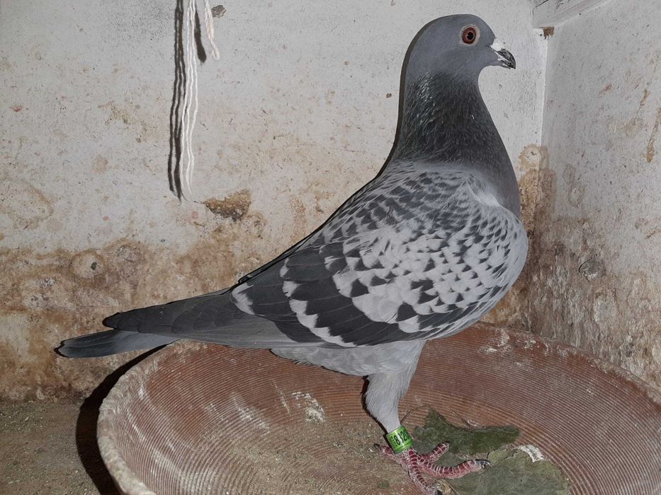 pombos correios reprodutores