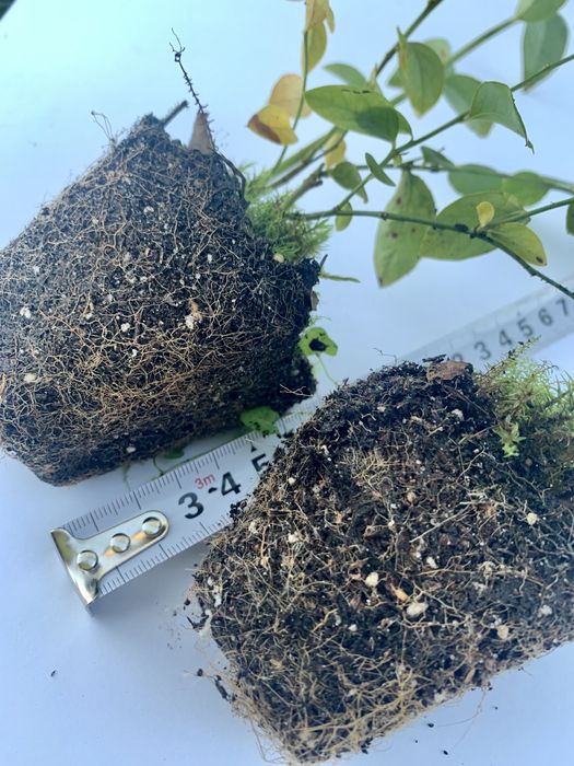 Лохина 1-річка в касетах по 40 шт (голубика, чорниця)