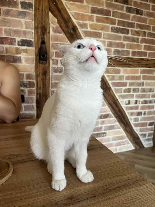 Piękna Aurora szuka domu