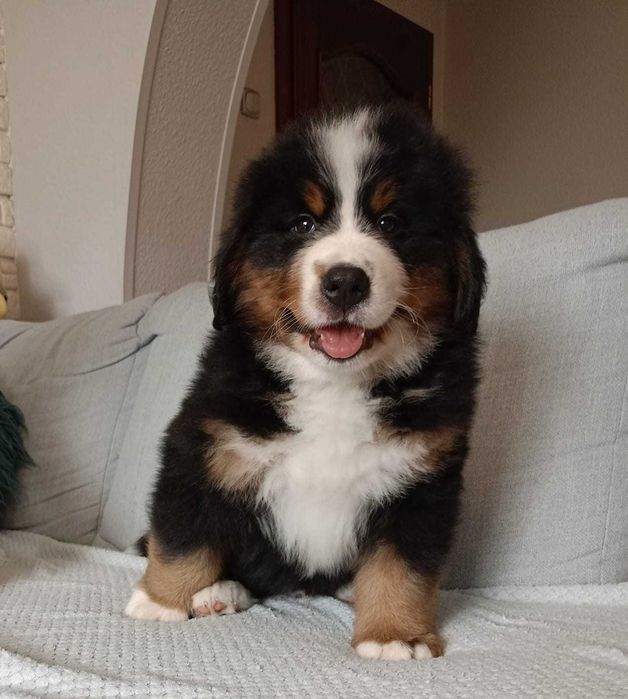 Berneński Pies Pasterski Szczeniaki