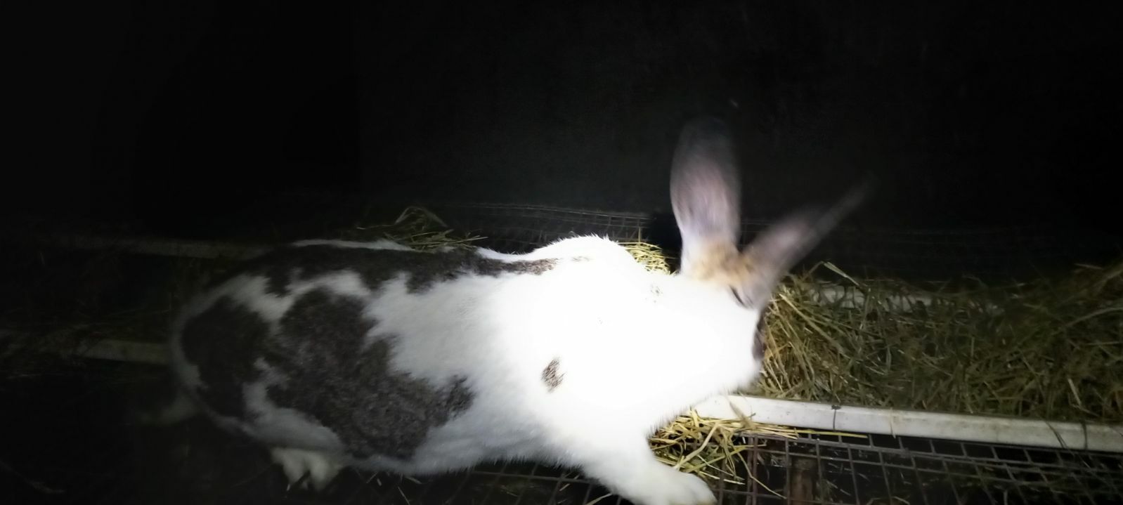 Sprzedam króliki wiek 8 miesięcy cena 1zł