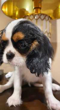 Cavalier King Charles Spaniel**Pies**Rodowód.