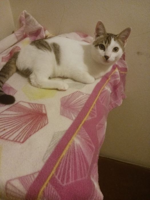 Puma- gatinho jovem (5meses) para adoção responsável