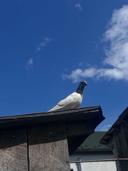 Sprzedam gołębie różnych ras