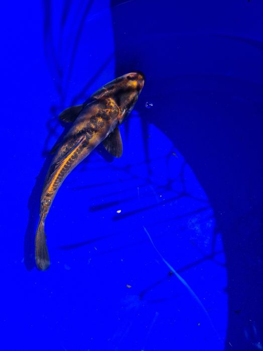 Vendo Carpa Koi Kin Kikokuryu