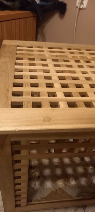 Królik mini lop z domkiem pilne