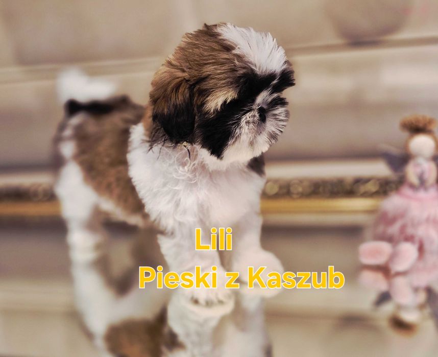 Shih-Tzu dziewczynka Gotowa do Odbioru