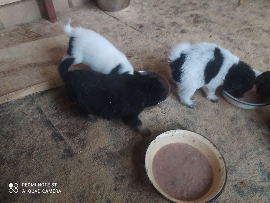 Віддам в добрі руки