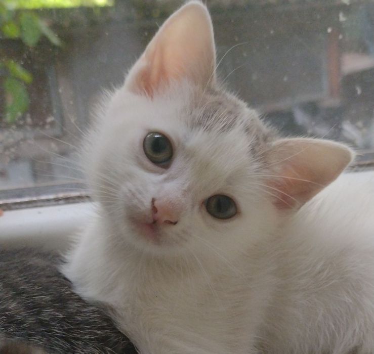Кіт муркотун самий ласкавий
