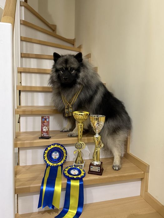 Вязка Вольфшпиц Кеесхонд