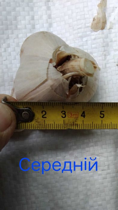 Продам домашній часник