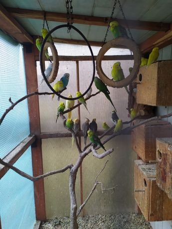 Papugi faliste różne kolory