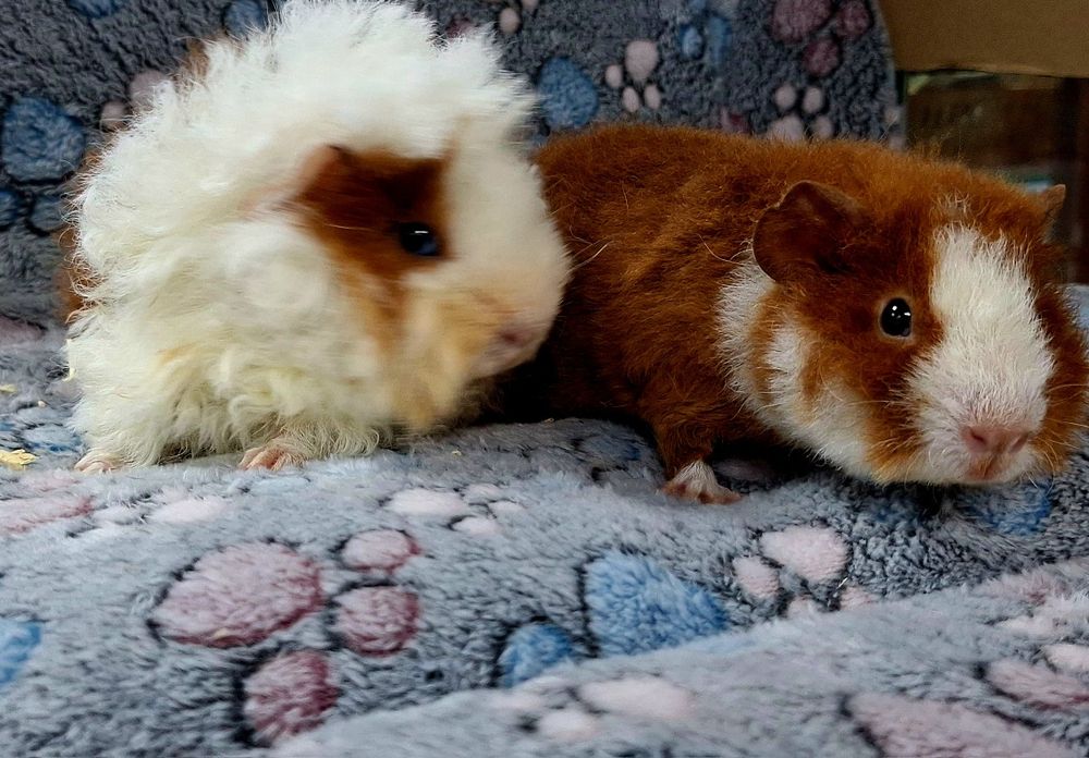 Świnki morskie samiczki Us Teddy