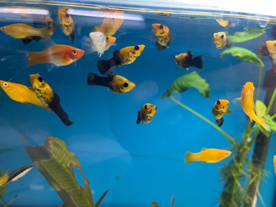 Molinezja złoto czarna i złota