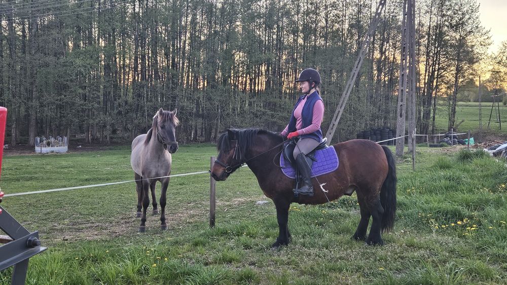 2 konie na sprzedaż HUCUŁEK I KONIK POLSKI